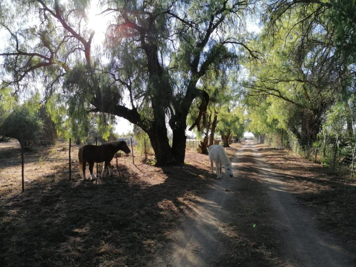 Hotel Doornfontein Guest Farm Cradock Esterno foto